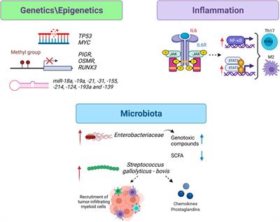 Inflammatory Bowel Disease and Risk of Colorectal Cancer: An Overview From Pathophysiology to Pharmacological Prevention